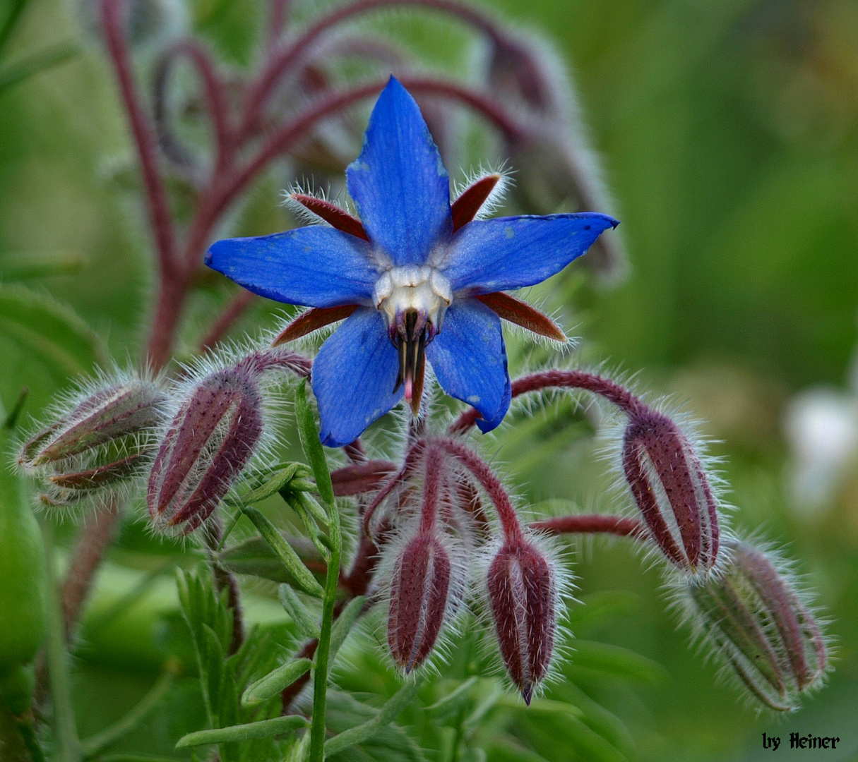 Boretsch (Borago officinalis)