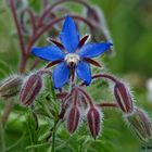 Boretsch (Borago officinalis)