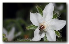 Boretsch - Borago officinalis