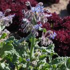 Boretsch (Borago officinalis)