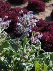 Boretsch (Borago officinalis)