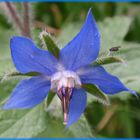 Boretsch (Borago officinalis) - mal wieder nass !