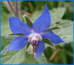 Boretsch (Borago officinalis) - mal wieder nass !