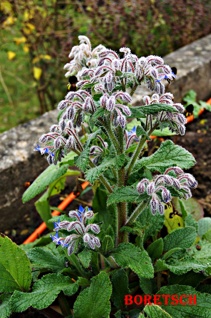 Boretschblüte