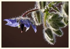 boretschblüte im gegenlicht