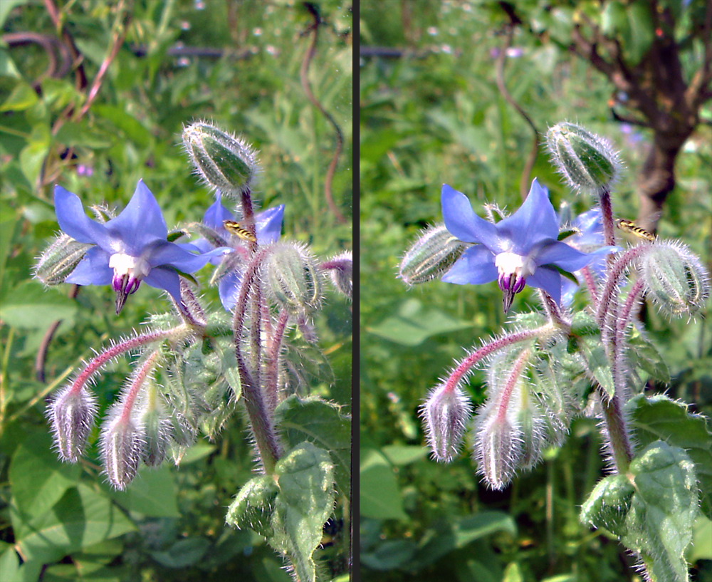 Boretschblüte mit Mini-Schwebfliege "Wech-Wupper"