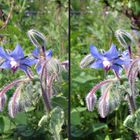 Boretschblüte mit Mini-Schwebfliege "Wech-Wupper"