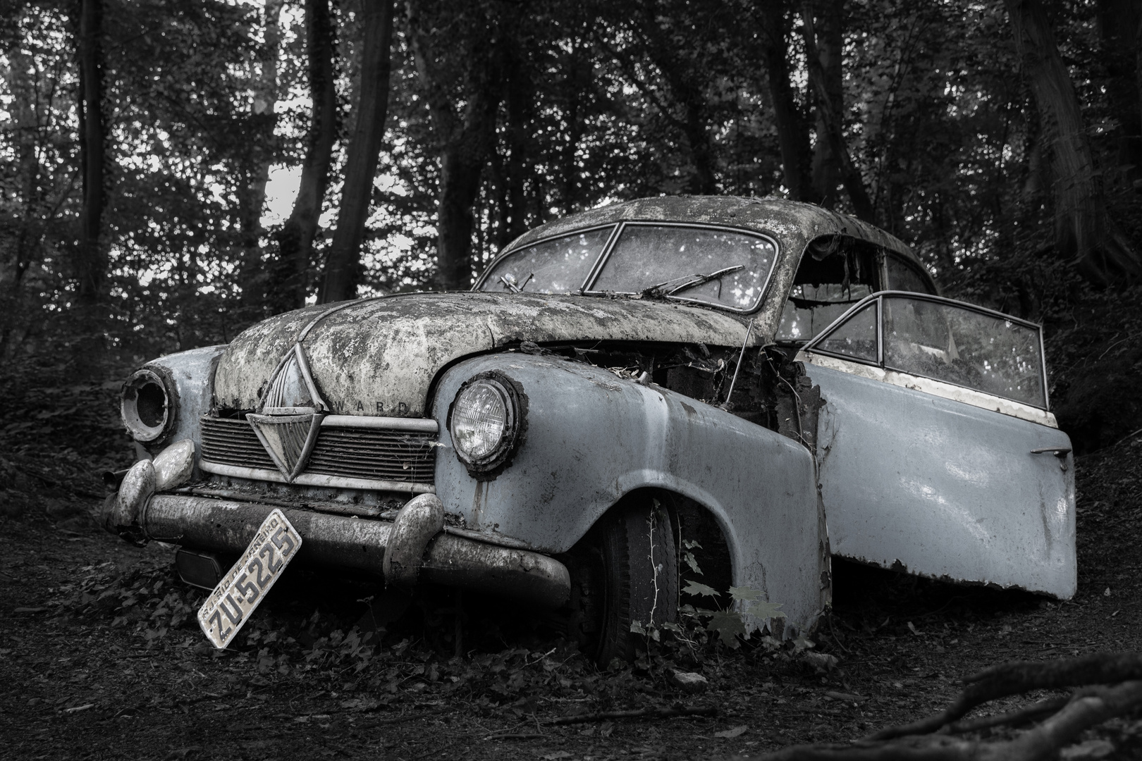 HANSA Foto & Bild world, spezial, wald Bilder auf