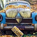 BORGWARD im Herbstwald