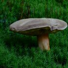 Boring Bolete? --- Xerocomus subtomentosus (L.) Quél 