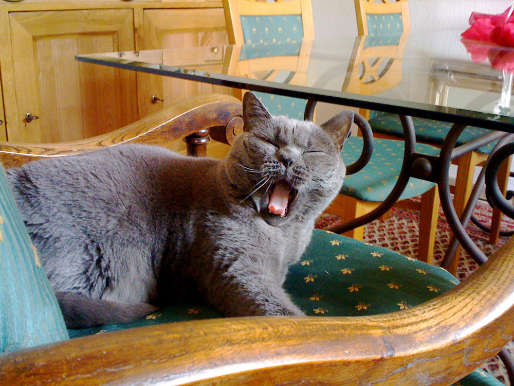 Boring Cat Foto & Bild tiere, haustiere, katzen Bilder auf