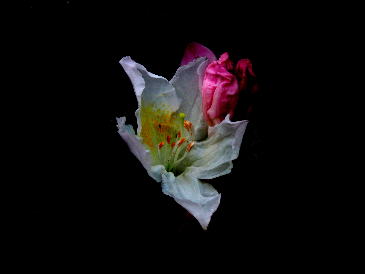 boring flowers for Stefania Foto & Bild pflanzen , menschen Bilder