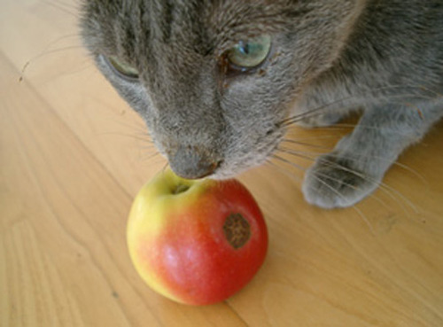 Boris mit Apfel