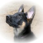 Boris the German Shepherd