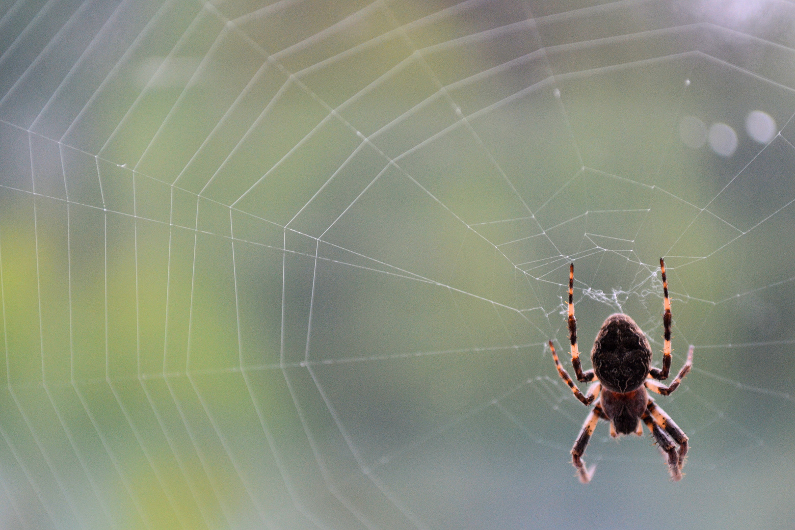 Boris the Spider