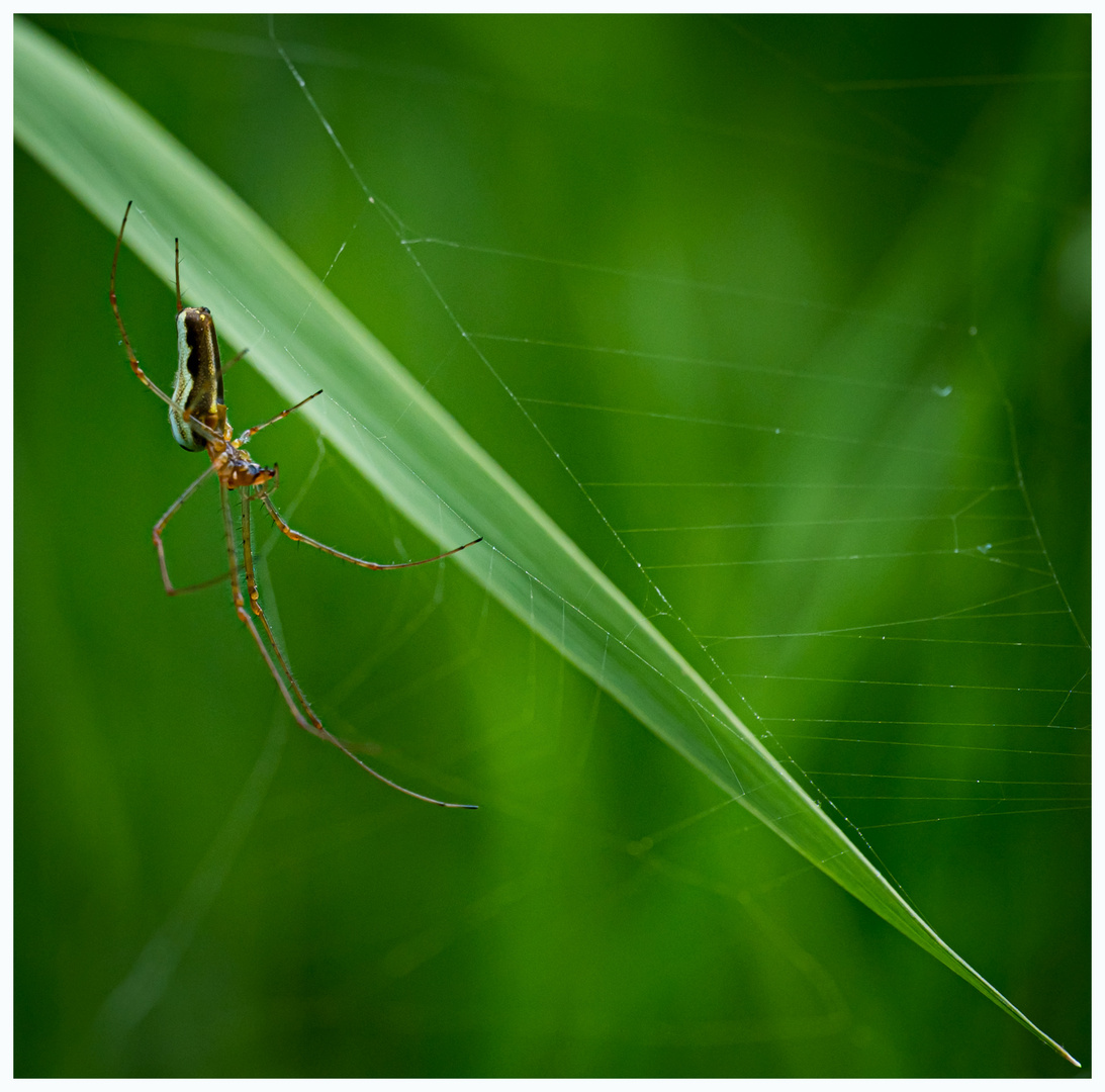 Boris the spider