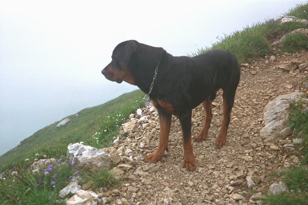 Boris über den Wolken