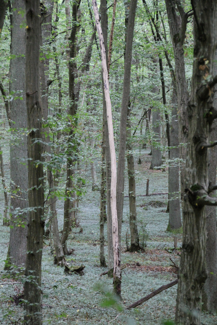 Borkenkäfer