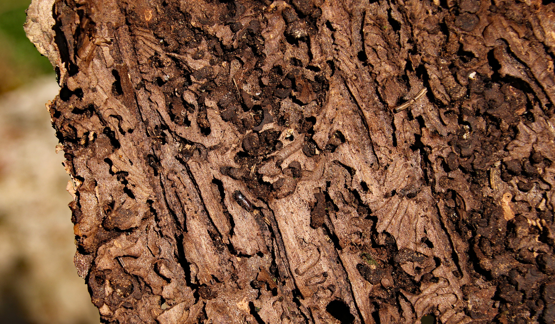 Borkenkäfer Foto & Bild | frühling, natur, landschaft Bilder auf