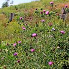 Borkenkäferfichten raus u. die Distelblumen kommen schnell für die Insekten