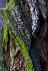 Borkenlandschaft einer Eiche