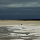 Borkum 01.08.21-2. Kleiner Hund was nun...