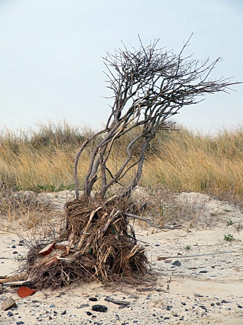 Borkum 2008