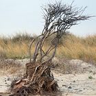 Borkum 2008