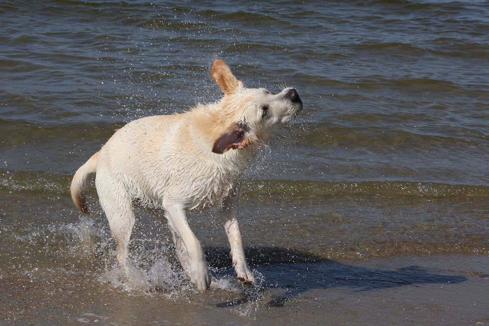 Borkum 2008 - genug Salzwasser