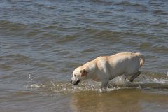 Borkum 2008 - schon mutiger