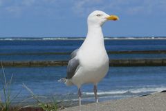 Borkum 2010 - Alles im Blick