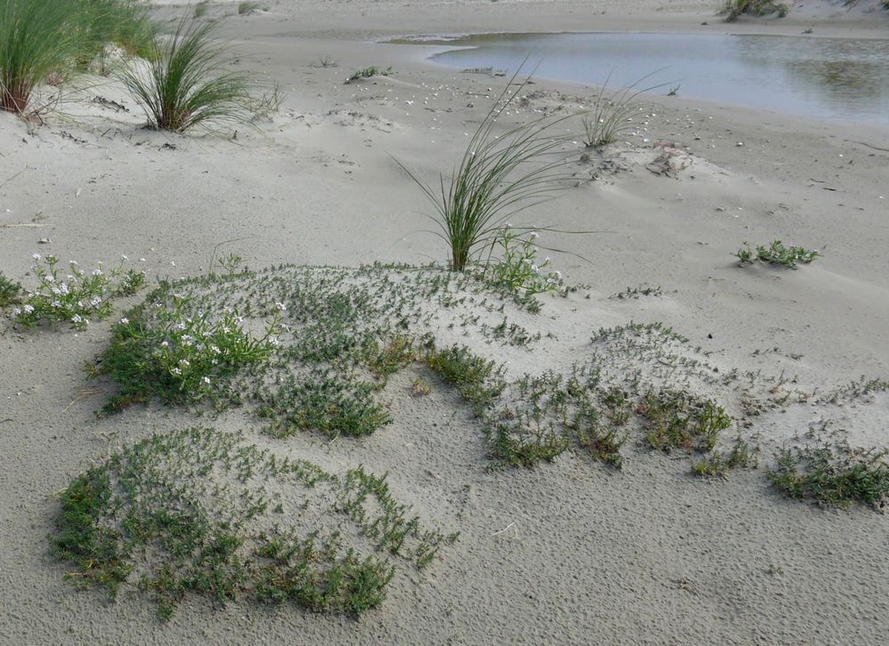 Borkum 2010 - "Gepudertes" Grün