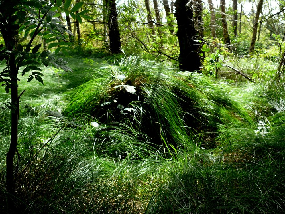 Borkum 2010 - Greune Stee