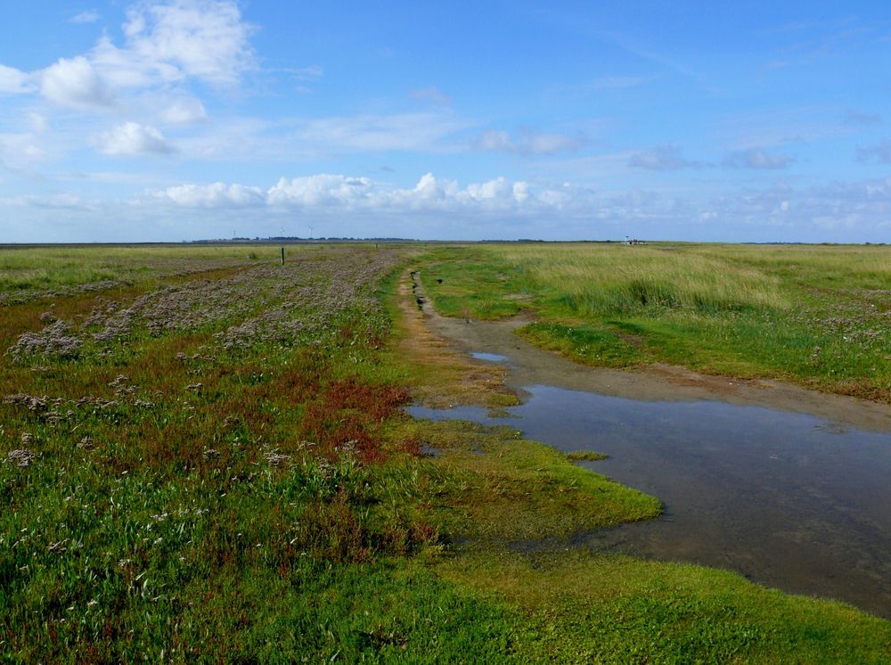 Borkum 2010 - In den Salzwiesen