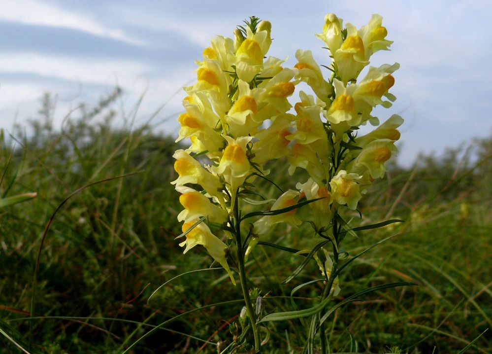 Borkum 2010 - Kleine Schönheit in den Dünen