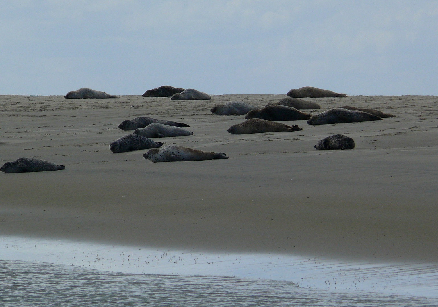 Borkum 2010 - Robbenbank