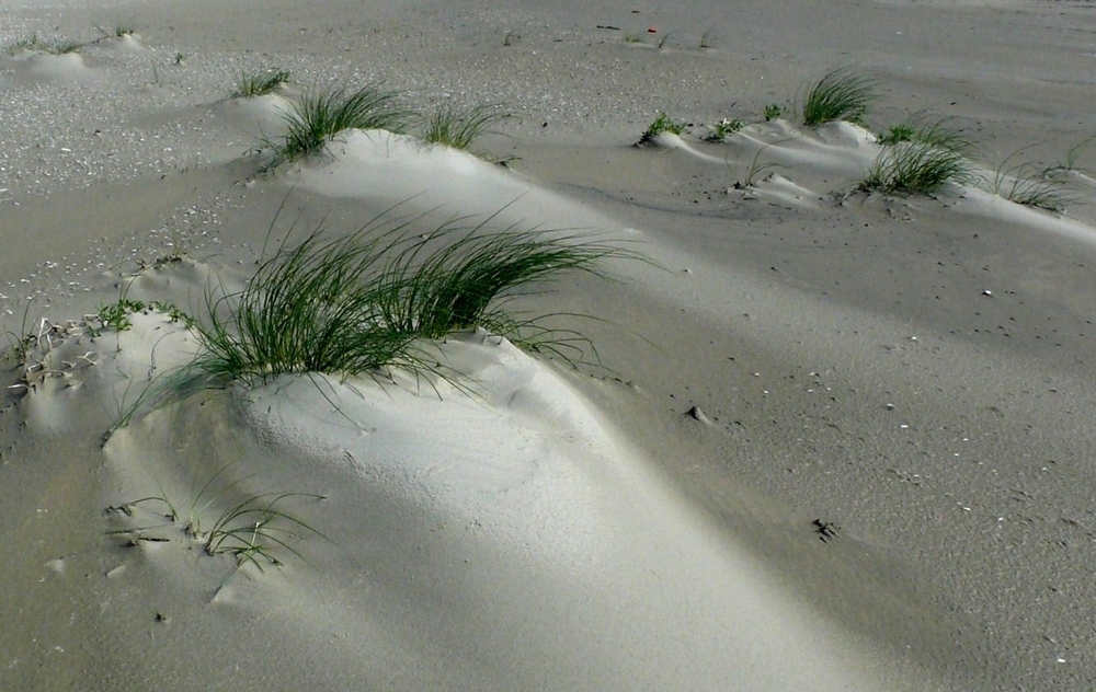 Borkum 2010 - Spuren des Windes