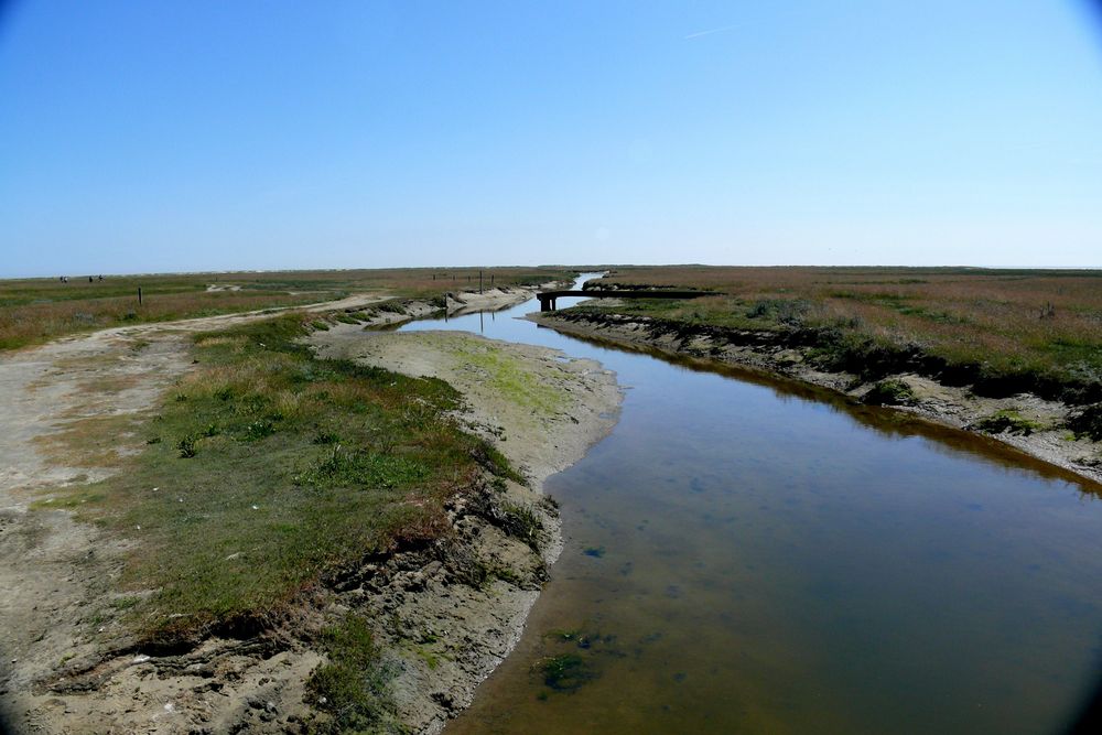 Borkum 2010 - Wanderung durch die Salzwiesen zum "Hoge Hörn"