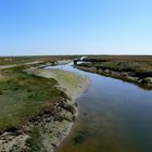 Borkum 2010 - Wanderung durch die Salzwiesen zum "Hoge Hörn"