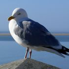 Borkum 2011 - Alles im Blick