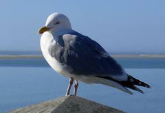 Borkum 2011 - Alles im Blick