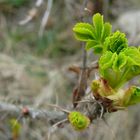 Borkum 2011 - Auch hier zeigt der Frühling erste Anzeichen