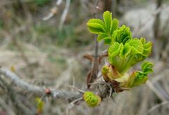 Borkum 2011 - Auch hier zeigt der Frühling erste Anzeichen