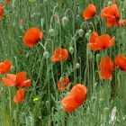 Borkum 2011 - "Inselmohn"