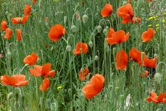 Borkum 2011 - "Inselmohn"