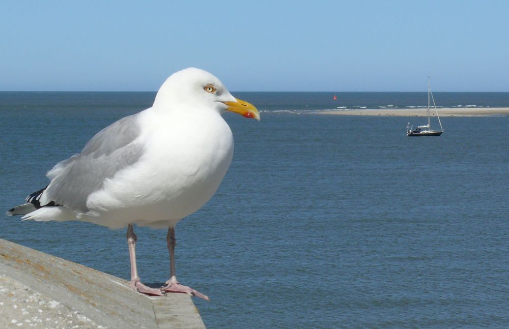 Borkum 2011 - Logenplatz