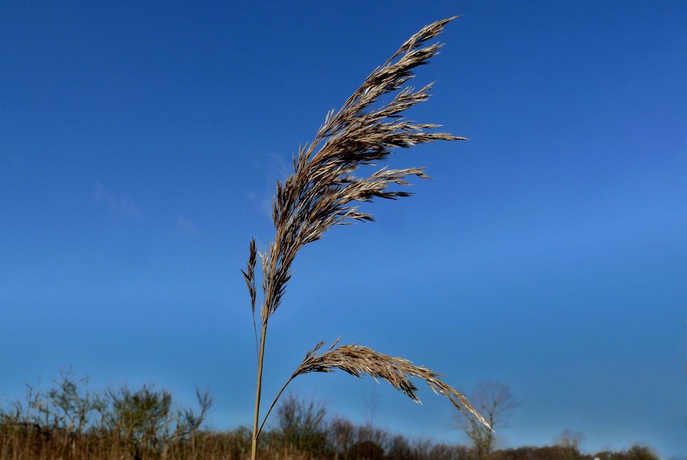 Borkum 2011 - Schilfgras / Auch die Winterstürme konnten ihm nichts anhaben