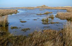 Borkum 2014 - Hinter den Dünen im Nordosten von Borkum ...