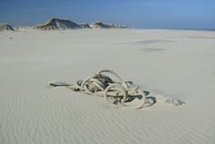 Borkum 2014 - Strandgut ...