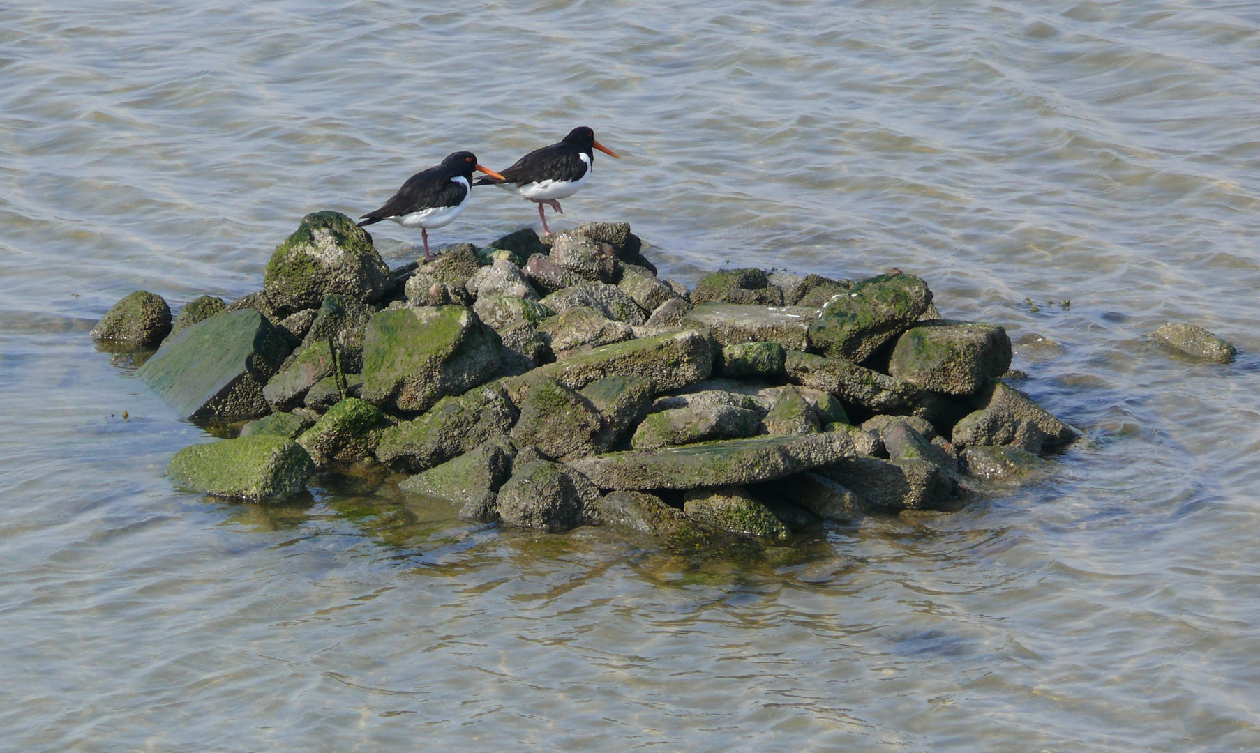 Borkum 2015 - Austernfischer